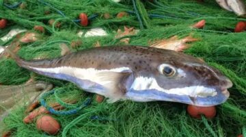 Balon balıklarının istilası: Ekolojik ve ekonomik zararlar artıyor